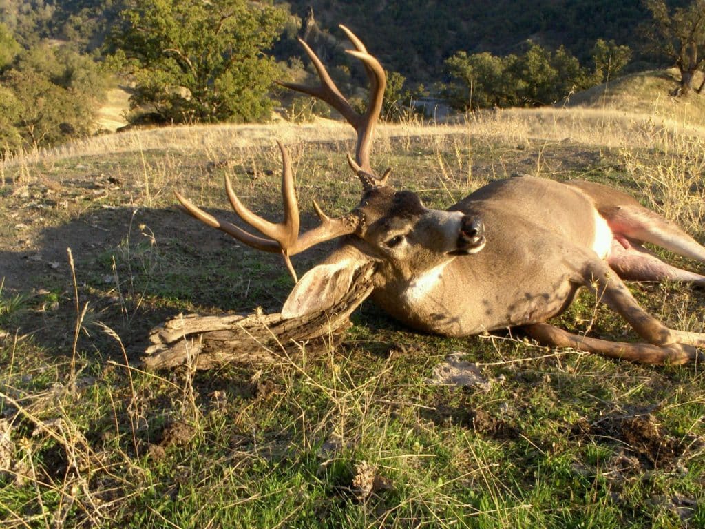 Columbia deals blacktail deer