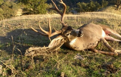 Columbian Blacktail Deer Hunts