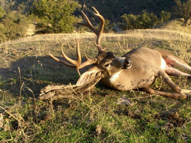 California Blacktail Deer Hunts Central Coast Outfitters