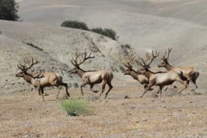 hunting trips in california