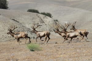 elk shed hunting trips