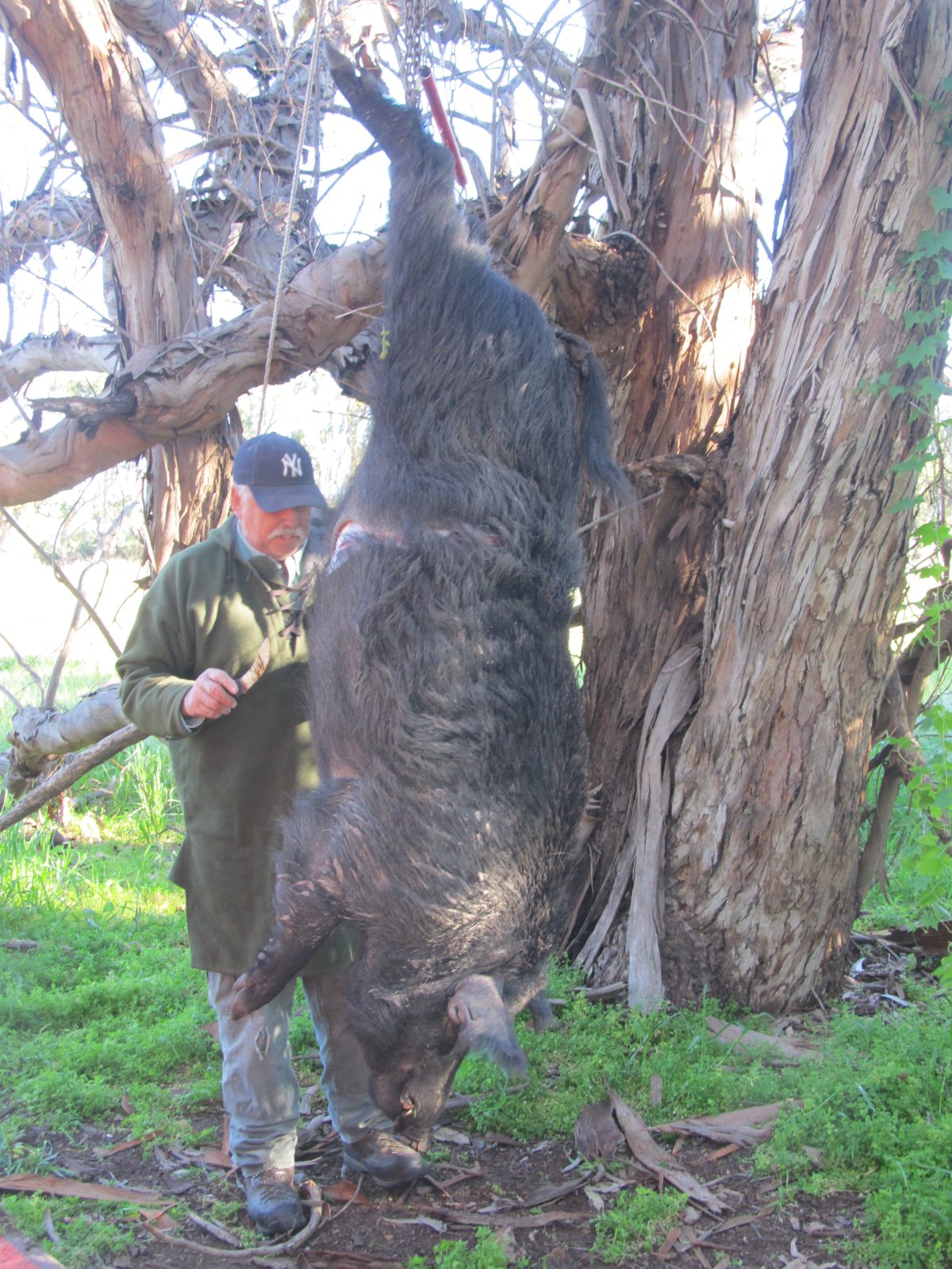 Guided Wild Pig Hunts in California - Central Coast Outfitters