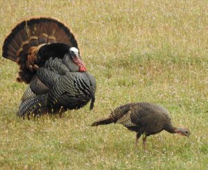 turkey hunting in california