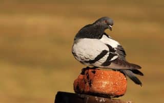 california dove hunting